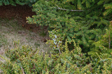 A cluster of juniper fruits on a bush.