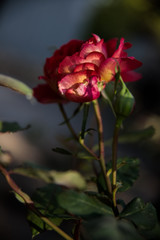 Red rose flower rose varieties Docteurs Massad