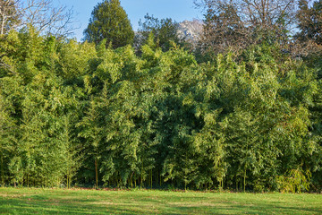Fototapeta na wymiar Bamboo plantation full of leaves