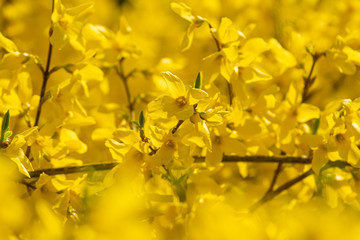 Group of golden rain in detal, Czech Republic