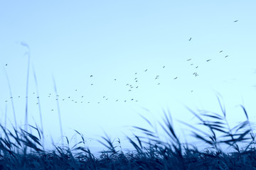 Beautiful evening landscape, sunset, a flock of birds flying over meadow grass. 
