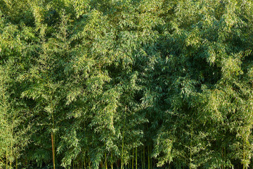 Bamboo plantation full of leaves
