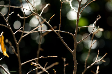 Bare twigs in the spring garden