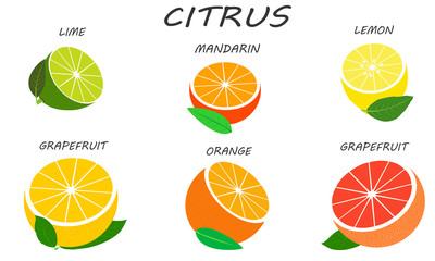 Citrus set isolated on white background. Fresh and juicy halves citruses. Illustration fruit with flat design.
