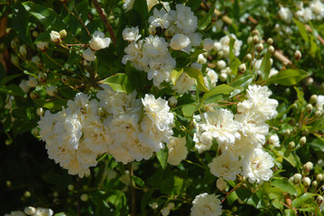 Rosa Banksiae alba plena, a thornless, white rambling rose