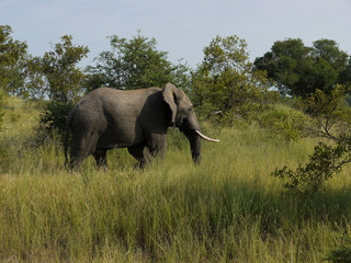 Elephant close to Safari Jeep - Kruger National Park, South Africa