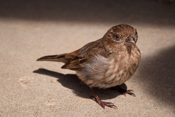 Sick Sparrow