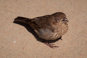 Sick Sparrow