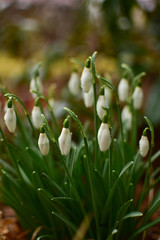 Snowdrop trailer of spring.