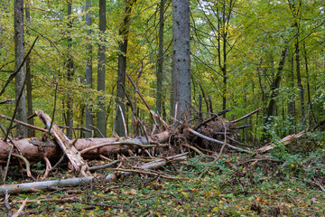 Broken old Norwegian spruce in autumn
