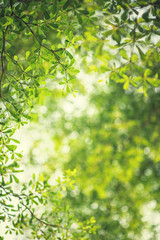 Fototapeta na wymiar Spring background, Fresh green tree leaves on blurred background.