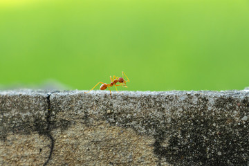 The red ant walking on the wall