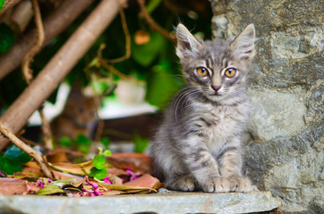 Cute grey Kitten, Baby Cat - In Garden, outdoor