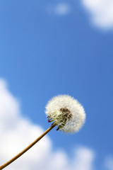 Obraz premium Dandelion seed head against the blue sky with white clouds, vertical shot. Beautiful dandelion, ready to fly