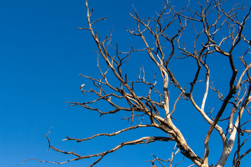 Dry tree branch with sky