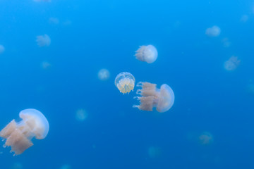 Golden Jellyfish in Palau's Jellyfish Lake