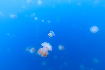 Golden Jellyfish in Palau's Jellyfish Lake