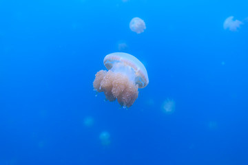 Golden Jellyfish in Palau's Jellyfish Lake