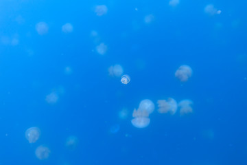 Golden Jellyfish in Palau's Jellyfish Lake