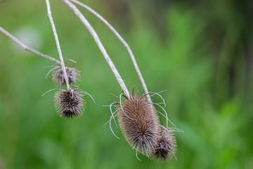 Thistles