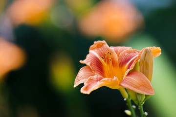 Gardening concept. Flowers of Hemerocallis Fulva in the garden, over a green blurred background. Postcard. Article illustration. Copy space. Selective focus