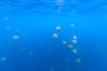 Fototapeta na wymiar Golden Jellyfish in Palau's Jellyfish Lake