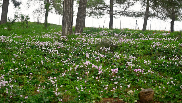 Ramat Menashe Hill of Rockies