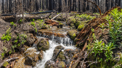 Spring 2019 - Creek crosses the Pacific Crest Trail near Mt Jefferson in Oregon. The Whitewater Fire of 2017 burned over 14,000 acres of forest so severely that vegetative re-growth has just begun.