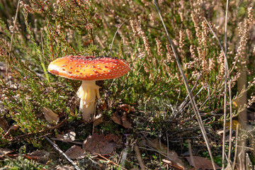 Toadstool in beautiful nature