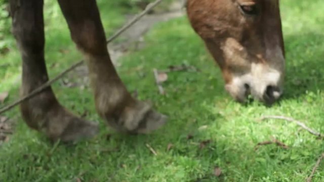 Horse eats grass, medium shot, shallow DOF