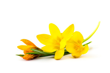 crocus - one of the first spring flowers