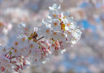 Cherry blossom in full bloom.Bokeh blur in the background..