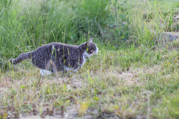 cat sneaks up