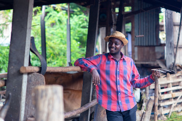 African farmer man is standing at his workplace near cows at the farm