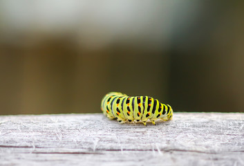 The caterpillar of the Papilio machaon butterfly.