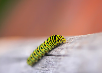 The caterpillar of the Papilio machaon butterfly.