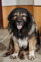 Sitting young cute fluffy Caucasian shepherd dog
