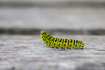 The caterpillar of the Papilio machaon butterfly.