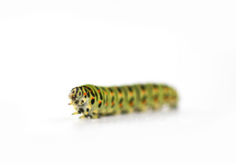 The caterpillar of the Papilio machaon butterfly.