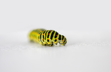 The caterpillar of the Papilio machaon butterfly.