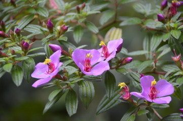 fleurs mauves