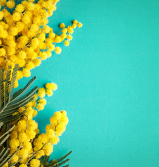 mimosa branch on a bright color background with copy space, spring greeting card - obrazy, fototapety, plakaty