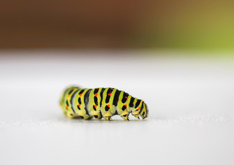 The caterpillar of the Papilio machaon butterfly.