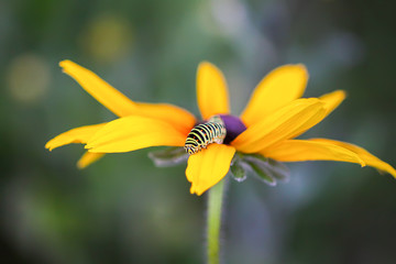 The caterpillar of the Papilio machaon butterfly sitting on the yellow rudbeckia flower or...