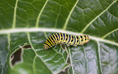 The caterpillar of the Papilio machaon butterfly sitting on green leaf