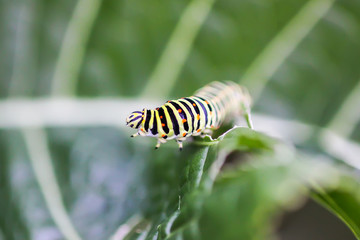 The caterpillar of the Papilio machaon butterfly sitting on green leaf