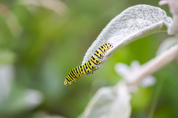 The caterpillar of the Papilio machaon butterfly sitting on green leaf