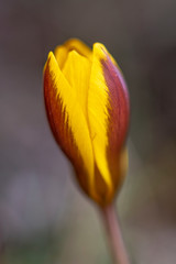 Crocus Chrisanthus Gipsy Girl yellow flower