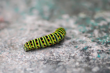 The caterpillar of the Papilio machaon butterfly sitting on rock surface