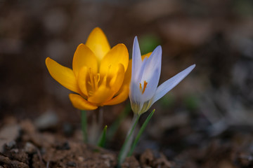 Crocus golden and blue flower
